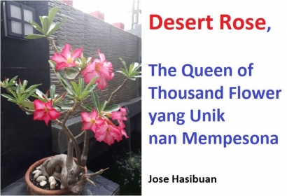 Desert Rose, The Queen of  Thousand Flower yang Unik nan Mempesona