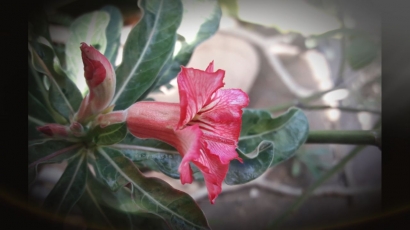 Bunga-bunga Bermekaran di Halaman Rumah Bisa Menjadi Obat Hati
