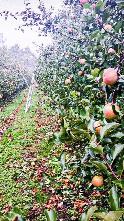 Kebun Apel di Korea
