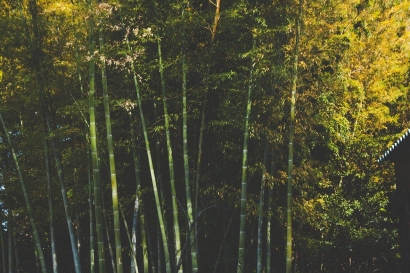 Penampakan "Hantu" di Hutan Bambu