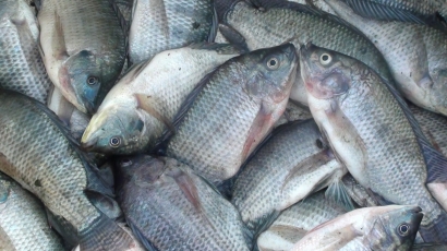 Racikan Umpan Ikan Nila Liar Paling Jitu 100%
