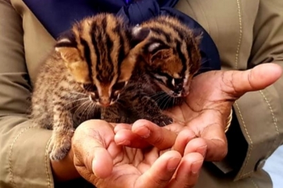 Menyelamatkan Kucing Hutan (Macan Rembah) dari Kepunahan