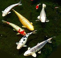 Berbisnis Ikan di Masa Pandemi
