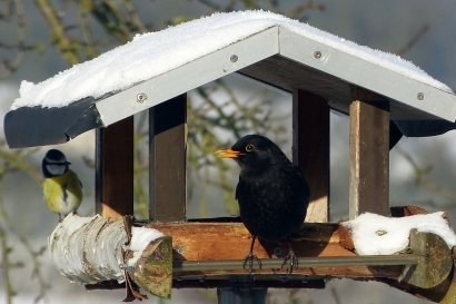 Budaya Memberi Makan Burung Saat Winter di Jerman, Menjaga Populasi Unggas