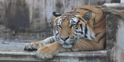 Indonesia, Si Macan Ompong yang Semakin Ompong