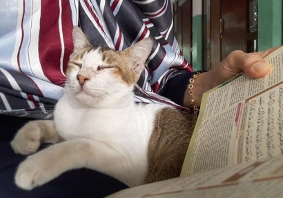 Kucingpun Senang Mendengar Bacaan Al Quran