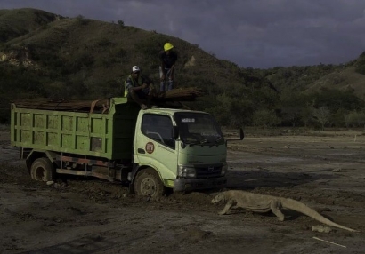 Komodo di Pulau Rinca Tak Butuh Jurassic Park
