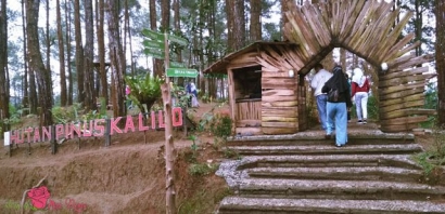 Sejarah Hutan Pinus Kalilo