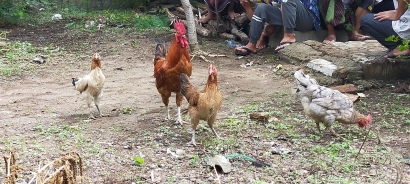 Ayam Kampung: Modal Jago dan Babon Beranak Pinak