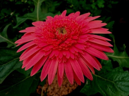 Bunga Asmaradahana