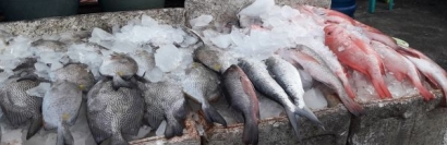 Meminimalkan "Overfishing" agar Sumber Daya Bahari Tetap Lestari