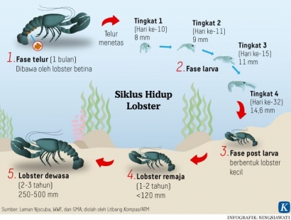 Maaf Pak Edhy Prabowo, Regulasi Lobstermu Memang Berbau Tak Sedap.