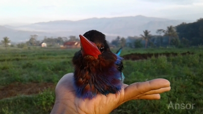 Burung Ini Enggan Dilepaskan Setelah Diselamatkan