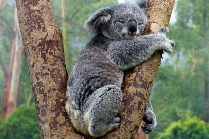 Sesekali Tirulah Gaya Hidup Koala