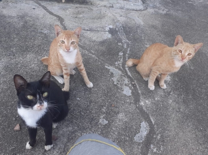 November Punya Cerita, Saya dan Tiga Kucingku (Priti, Prito, dan Pritu)