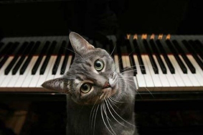 Kepiawaian Kucing Nora Sebagai Pianis