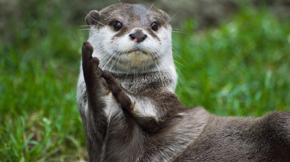 Keeping an Otter?  Why Not