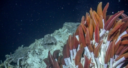 Mengenal Biota Laut: Cacing Tabung Raksasa di Laut Dalam