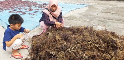 Rumput Laut "Kotoni", Mata Pencaharian Masyarakat Pesisir Teluk Serewe dan Teluk Ekas, Lombok Timur, NTB