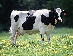 All the Benefits Behind Cows