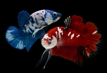 Others Benefits of Betta Fish as Stress Relief