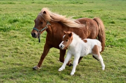The Benefits of Horses for Humans
