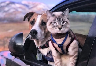 Kucing Baloo dan Anjing Hendry, Sahabat dalam Berpetualang