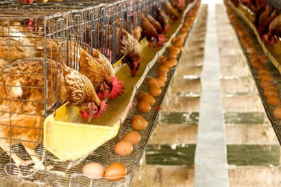 Kompleksitas Permintaan dan Persediaan, Dilema Telur dan Ayam di Indonesia