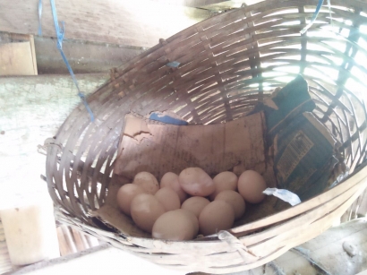 Kasih Putih dalam Telur Kafah Kirana