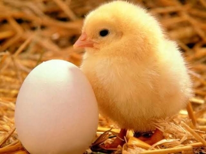 Makan Enak dari Ayam di Kandang Sampai Telur Diceplok