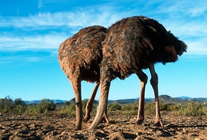 Ostrich Effect: Menyempitkan Pandangan, Meniadakan yang Ada