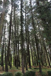 Berwisata Pohon Pinus Di Majalengka