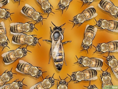 Swarm Leadership; Belajar Kepemimpinan dalam Kawanan Lebah