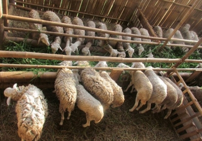 Mengungkap Peluang Bisnis Wol Domba di Indonesia