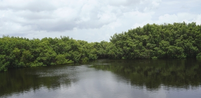 Hutan Mangrove, Harapan Baru Mitigasi Perubahan Iklim
