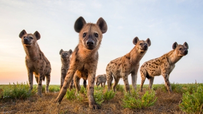 Cerita Fabel Tidak Populer: Perjuangan Hyena Meraih Kasta