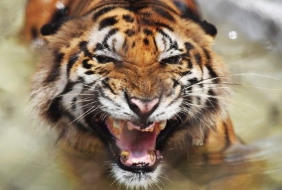 Cerita Fabel: Tiger, Si Harimau yang Sombong