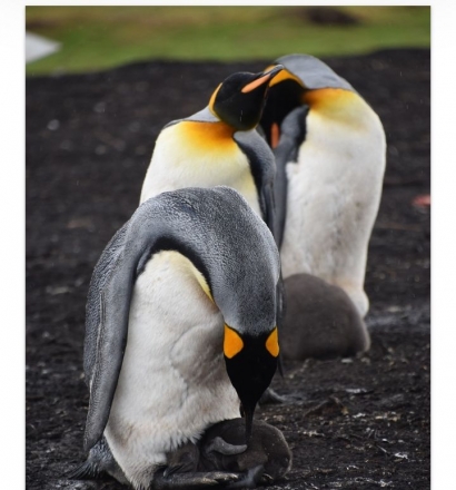 Fabel: Sepasang Penguin dan Calon Bayinya