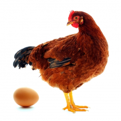 Ayam dan Telur, Penyelamat Gizi Bangsa