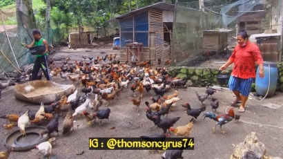 Cerita Sukses Ibu Kurniara Simanjuntak, Sukses Beternak Ayam Kampung Berkat Membudidayakan BSF