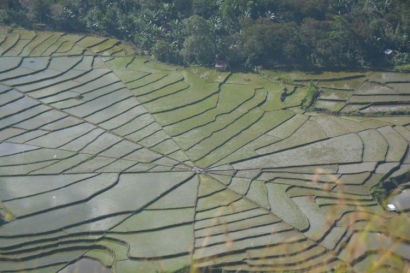 Pertanian Manggarai: Potensi Konsumsi Pangan, Pariwisata, dan Perdagangan