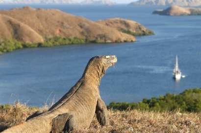 Kegiatan Pembangunan Resor Komodo, Tidakkah Membahayakan Keselamatan Reptil?