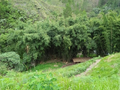 Inilah 6 Jenis Rupa dan Manfaat Bambu serta Keunikannya dalam Kehidupan Suku Karo