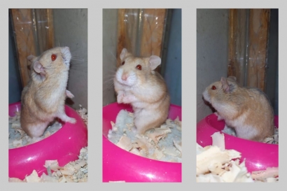 Setoreh Pengalaman dari Pecinta Hamster