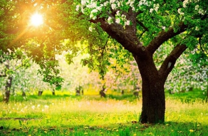Belajar Cinta, Kasih, dan Rindu pada Sebatang Pohon