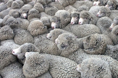 Menghitung Domba Bikin Mudah Tidur, Mitos atau Fakta?