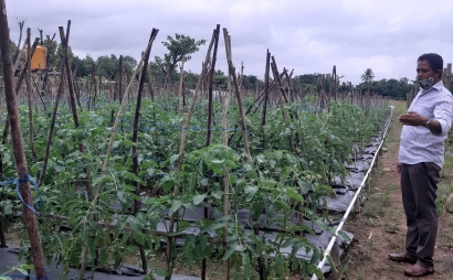 Literasi Pertanian, Tingkatkan Produktivitas Petani Tomat di Masa Pandemi