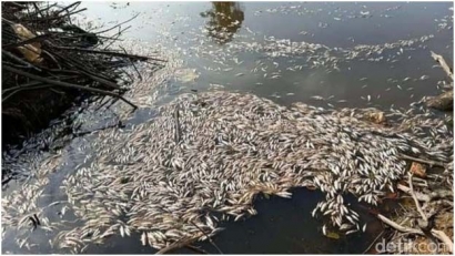 Sempat ViraI, Ribuan Ikan Ditemukan Mati di Sungai Jambi
