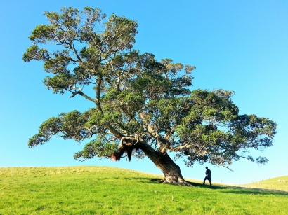Pohon Kebajikan