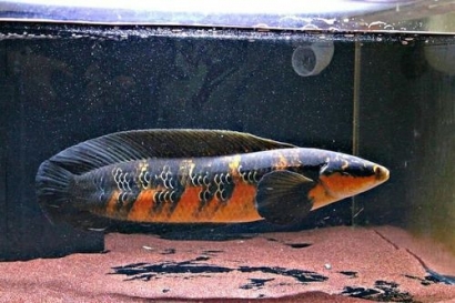 Ikan Channa Maru, dari Meja Makan hingga Meja Kontes